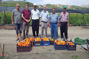 Desteklemeden Dağıtılan Fideler İlk Mahsullerini Verdi