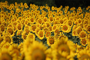 Son Yağmurlar Ayçiçeğinde Verimi Arttırdı