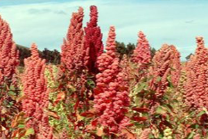 Astronot Yiyeceğini  Artık GAP`ta Yetiştiriyor