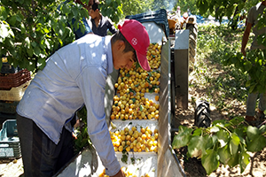 Mobil Kayısı Sınıflama ve Kasalama Makinesi Tasarlandı