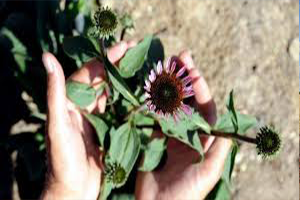 Tarımda Alternatif Ürünler