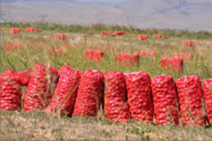 Soğan Fiyatı İki Kat Arttı