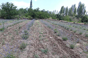 Bu İlçede İlk Kez Ekildi ve Olumlu Sonuç Alındı