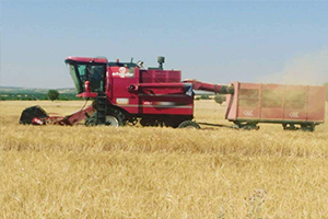 Verimli Topraklarda Bereketli Hasat