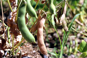 Dona Dayanıklı Fasulye Çeşidi Geliştirildi