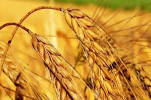 Hububatta Yüzde 75`e Varan Verim Düşüklüğü