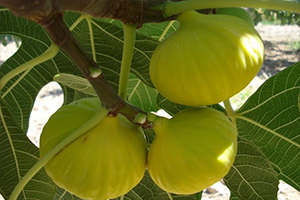 Taze İncir 7,5 Liradan Alıcı Buluyor