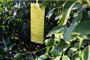 Akdeniz Sineği İle Mücadele