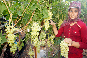 Dünyaca Ünlü Üzümde Hasat Zamanı