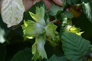 Fındıkta Rekolte Açıklaması Öncesi Külleme Hastalığı Baş Gösterdi