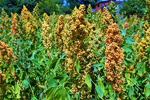 İlk Kez Ekilen Bitkiden Olumlu Sonuç Alındı