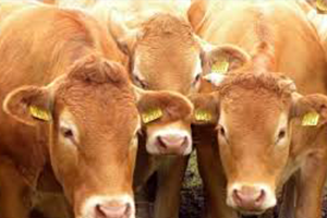 Genç Çiftçilere Hayvan Desteği Kapsamında 312 Büyükbaş Dağıtıldı