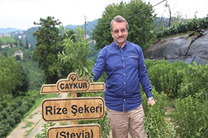Rize Şekeri Stevia`nın İlk Hasadı Yapıldı