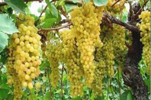 Yaş Üzüm Rusya`ya İhraç Edilecek