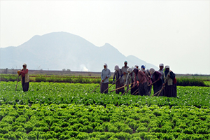Tarım İstihdamı Nisan`da, Mart`a Göre 235 Bin Arttı