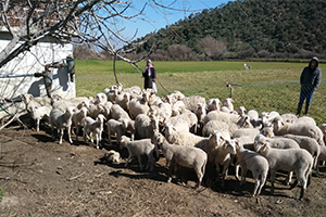 Sürü Yönetim Kursunu Başarı İle Tamamlayanlara Devlet Destek Verecek