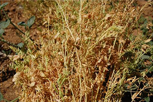 Yazlık Mercimek Yetiştirildi