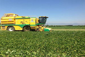 Yenişehir`de Fasulye Hasadı Başladı