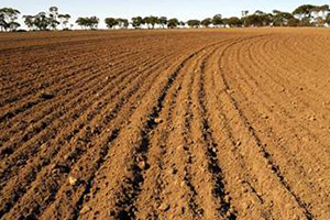 3 Bin 339 Dekar Tarım Alanı Nadasa Bırakılıyor