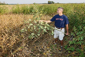 AB`de Glifosat Konusu Gündemde