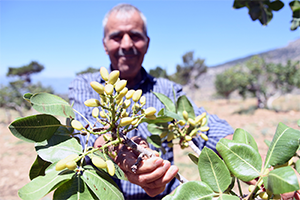 Antep Fıstığı Üretimi Yeniden Canlandı