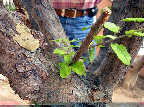Meyve Ağaçlarında Aşılama Çalıştayı
