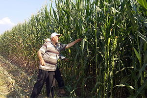 Hayvancılığın Artmasıyla Silajlık Mısır Üretimi Arttı