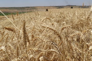 Yağış Çiftçinin Yüzünü Güldürdü
