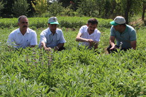 Adaçayı İçin Tarla Günü