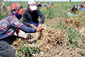 Bu Şehir Sarımsak Üretiminde İddialı