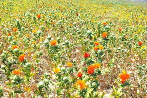 Aspir Bitkisi Eğitimleri Verildi