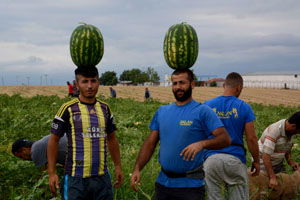 `Karpuz Yetiştirilen Şehirlere Bile İlçemizin Karpuzu Gönderiliyor`