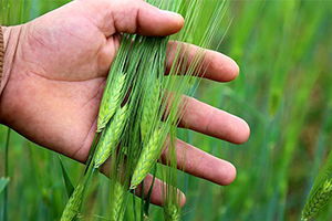 Yağışlarla Birlikte Buğday Rekoltesinde Artış Gözlendi