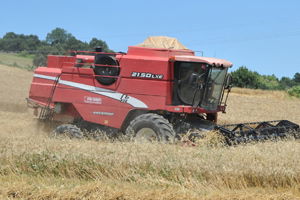 Bafra Ovası`nda Buğday Hasadı Başladı