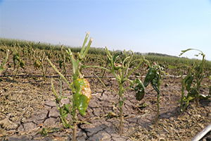 Dolunun Vurduğu Çiftçiye Destek