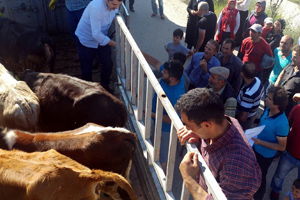 Damızlık Düve Dağıtıldı