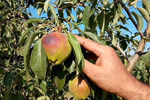 Deveci Armudunu Güneş Vurdu, Çiftçi Erteleme Bekliyor