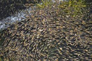 Su Kaynaklarının Balıklandırılması