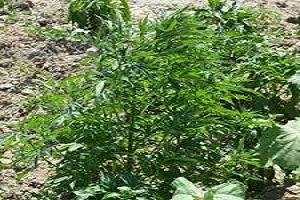 Mısır Tarlasına Hint Keneviri Ekmişler