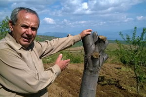 Kestane Ağaçları Kuruyor