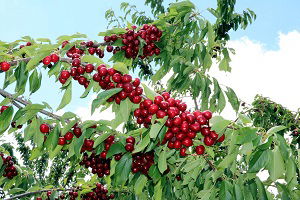 Türkiye`nin En Büyük Meyve Bahçesinde Kiraz Hasadı