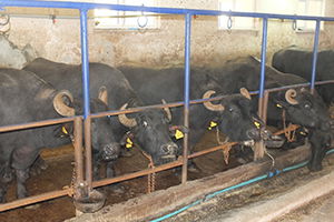 Anadolu Mandası Murrah Mandalar ile Melezleştiriliyor