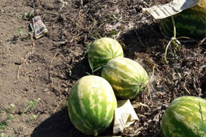 Aşırı Sıcaktan Dolayı, Karpuzlar Tarlada Kaldı