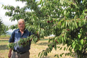 Napolyon Kirazı Kazandırıyor