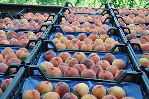 Şeftali Hasadı Çiftçilerin Yüzünü Güldürmedi
