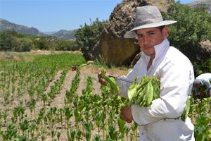 50 Derecede Tütün Hasadı