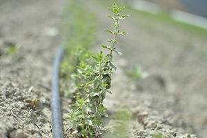 `Tıbbi ve Aromatik Bitkiler Vadisi` ile İspanya`ya Rakip Olacaklar