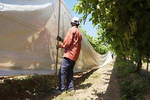 Sarıgöl Ovası`na Beyaz Örtü