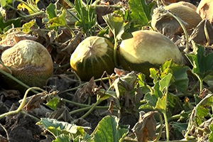 Binlerce Dönüm Sebze Sıcaktan Yandı