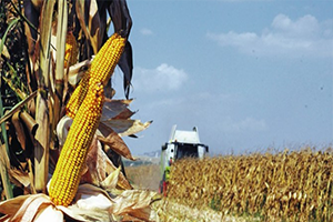 `Buğdayda Fiyat Düştü, Mısırda da Düşmeden Taban Fiyat Açıklanmalı`